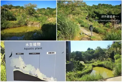 00015 文山森林公園生態滯洪池.webp