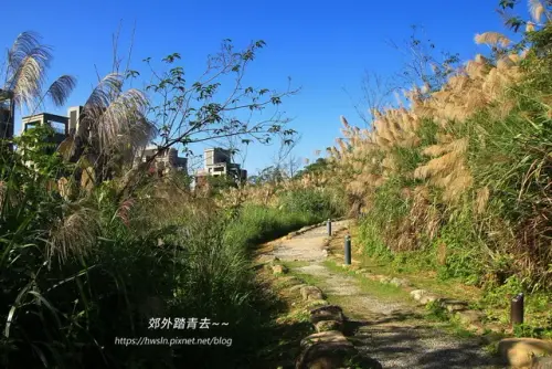 00023 文山森林公園白芒連天.webp