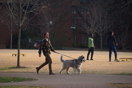 Copy of Dogs2023.02.10NT 1.jpg