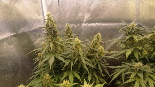 IMG 20231222 191841.jpg