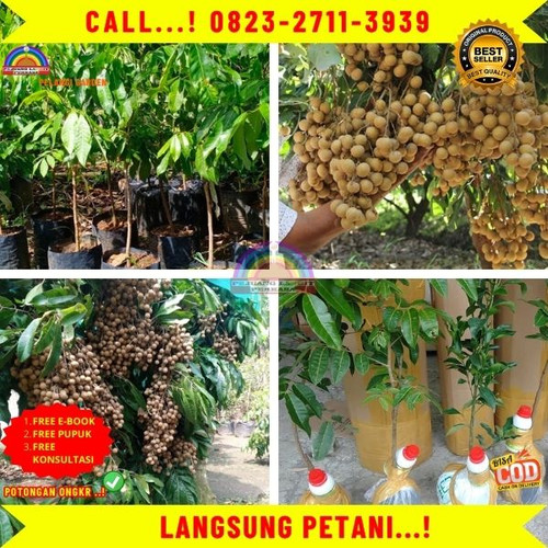 HARGA PENJUAL ! CALL: 0823-2711-3939 Jual Bibit Kelengkeng Berbuah Di Kebumen Karangsambung-Kaligend.jpg