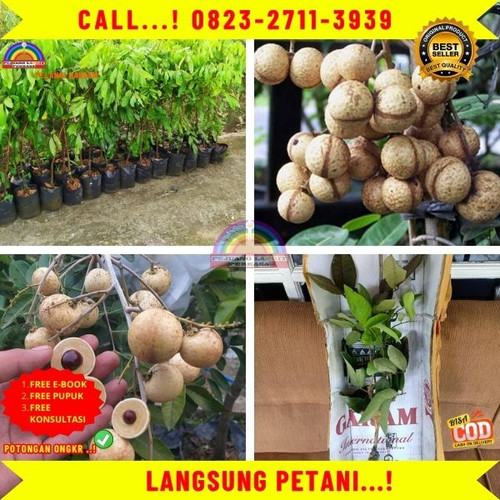 HARGA PETANI ! CALL: 0823-2711-3939 Jual Bibit Unggul Kelengkeng Di Kebumen Karanggayam-Selogiri.jpg