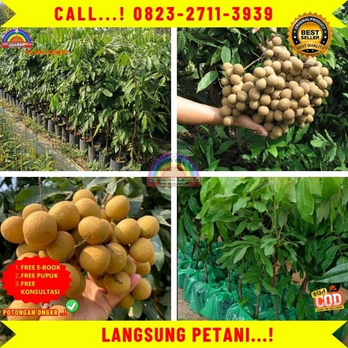 TERBATAS ! CALL: 0823-2711-3939 Jual Bibit Tanaman Kelengkeng Di Kebumen Karanggayam-Pagebangan.jpg