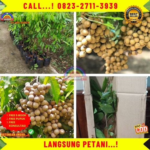 HARGA GROSIR ! CALL: 0823-2711-3939 Jual Bibit Kelengkeng Unggulan Di Kebumen Karanggayam-Wonotirto.jpg