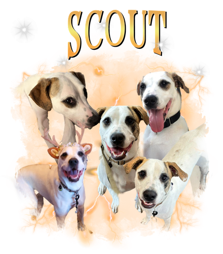 scout.png