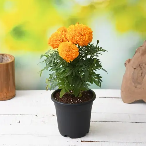 nurserylive g african marigold orange plant 153227 600x600 (1).webp