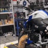 凸轮轴移位，三袋猫粮，不二价！.gif