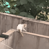 谁不爱看小猫咪吃瘪呢？.gif