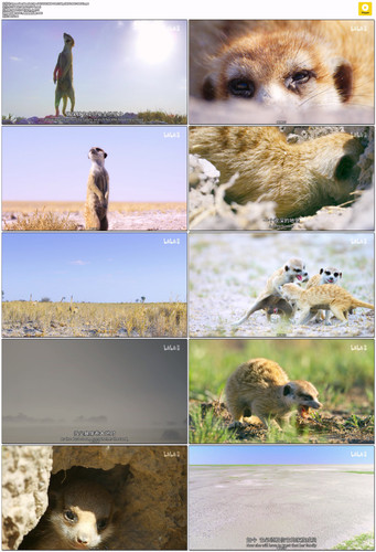 Dynasties.Meerkat.Special.2020.WEB DL.2160p.HEVC.AAC DBTV.mp4.jpg