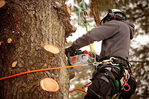 Level 5 Arborist Services in Australia Expert Tree Consultants.png