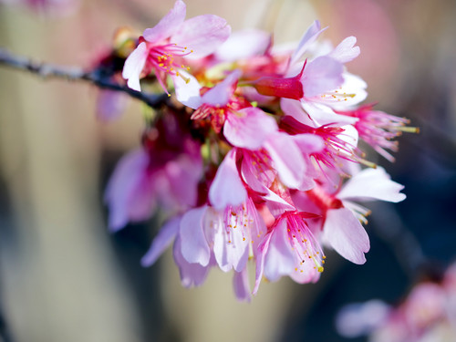 Cherry Blossom Flower Cluster.jpg