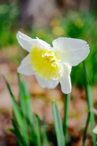 White and Yellow Daffodil.jpg
