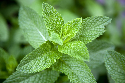 1513289879 mint plant.jpg