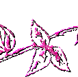 pinkrose