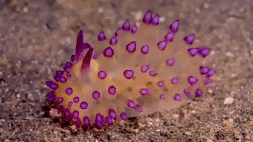 ezgif 1 e5de6429d21a.gif