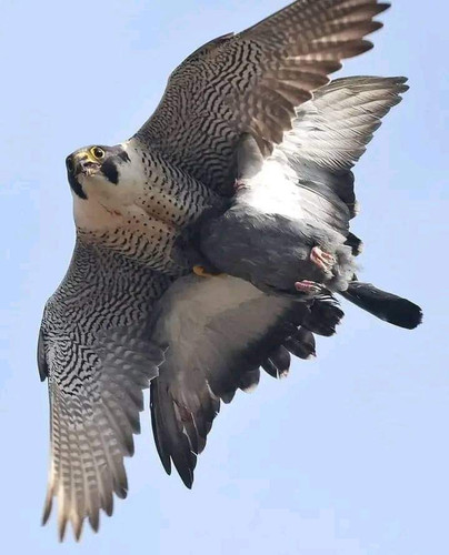 images%2Fimage 1699607784309.jpg