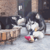 BbsImg 1556079394 s 1645533 o w 235 h 224 46736.gif