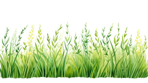 Fresh green grass seamless borderWatercolor hand drawn painting illustration isolated on a white bac.jpg