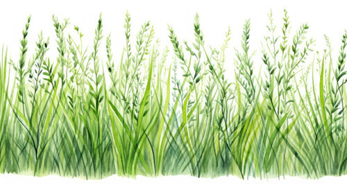 Fresh green grass seamless borderWatercolor hand drawn painting illustration isolated on a white bac.jpg
