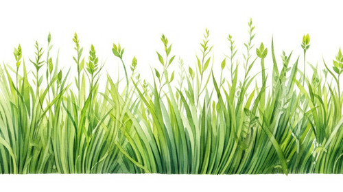 Fresh green grass seamless borderWatercolor hand drawn painting illustration isolated on a white bac.jpg