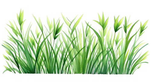 Fresh green grassWatercolor hand drawn painting illustration isolated on a white background Summer g.jpg