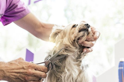Grooming a little dog in a hair salon for dogs..jpg