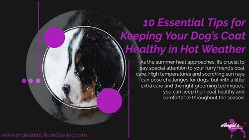 10 Essential Tips for Keeping Your Dog’s Coat Healthy in Hot Weather.jpg