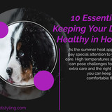 10 Essential Tips for Keeping Your Dog’s Coat Healthy in Hot Weather