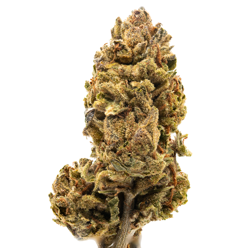 Northern Lights (11 12).png