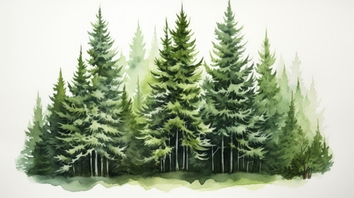 Spruce green tree watercolor illustration Forest landscape Fir silhouette 00358 03.jpg