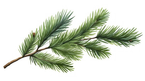 Pine branch watercolor isolated illustration green natural forest christmas tree needles branches gr.jpg