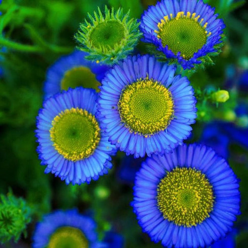  isi 13 butir biji benih bunga blue fleabane daisy.jpg