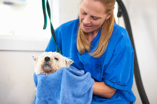 Explore The Grooming Gallery Grooming Services in Chicago Ridge.jpg