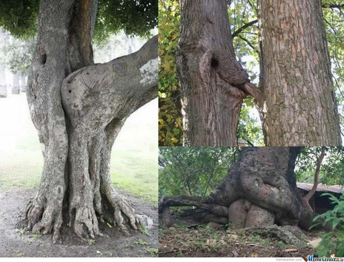 sex trees o 205967.jpg