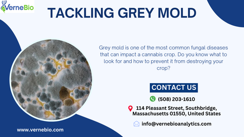 Tackling Grey Mold.png