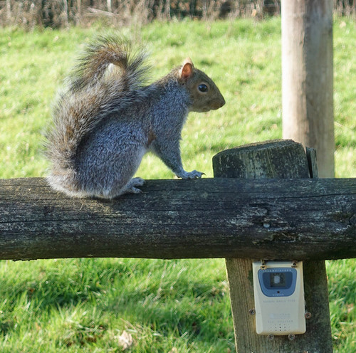 squirrel sensor.jpg