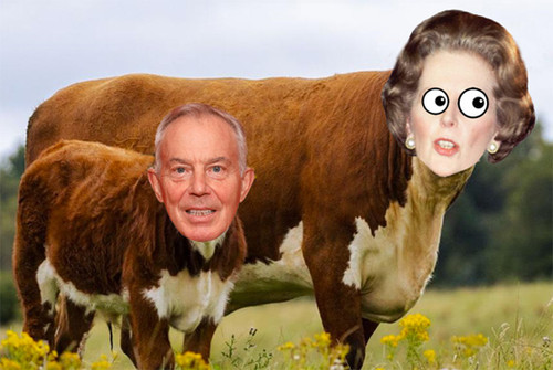 thatchblaircow.jpg