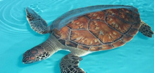 South Padre Attractions.jpg