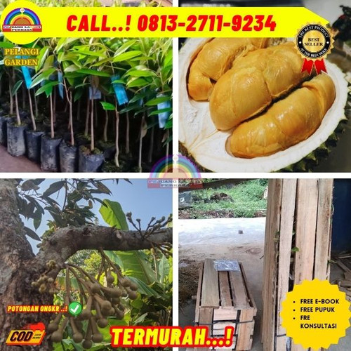 LANGSUNG DARI KEBUN ! H.Tovix CALL: 0813-2711-9234 Jual Pohon Durian Ochee Berbuah Ke Kec.Merawang-D.jpg