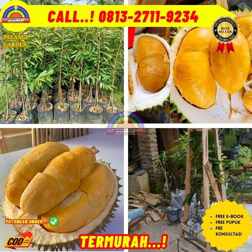 HARGA PARTAI ! H.Tovix CALL: 0813-2711-9234 Jual Pohon Durian Ochee Ke Kec.Merawang-Desa Lepar Pongo.jpg