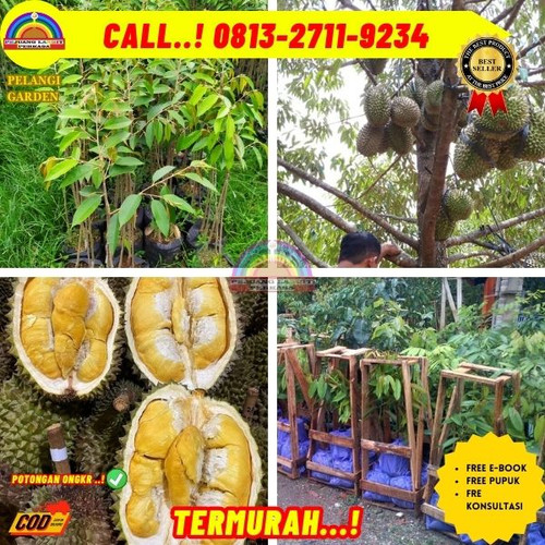 HARGA RESELLER ! H.Tovix CALL: 0813-2711-9234 Jual Pohon Durian Pendek Berbuah Lebat Ke Kec.Merawang.jpg