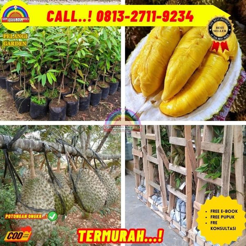 TERPERCAYA ! H.Tovix CALL: 0813-2711-9234 Jual Pohon Durian Pendek Berbuah Ke Kec.Merawang-Desa Rebo.jpg