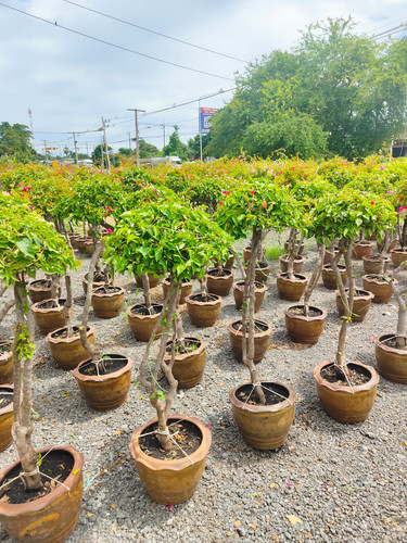 umbrella 1pp 19usd 100 120cm 2.jpg