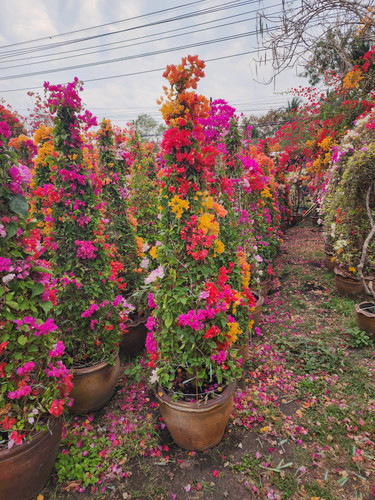 cone 1.5pp 140 160cm 68usd.jpg