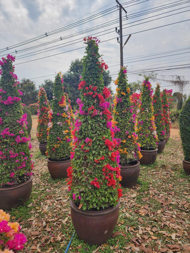 cone 4pp 106usd 180 200cm.jpg