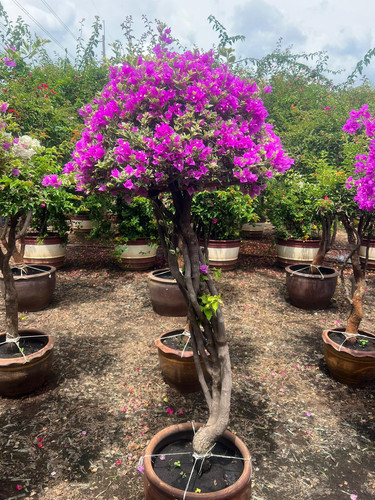 umbralla 2pp 95ysd 130 160cm.jpg