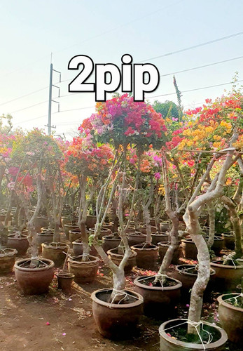 umbralla 2pp 95ysd 130 160cm 2.jpg