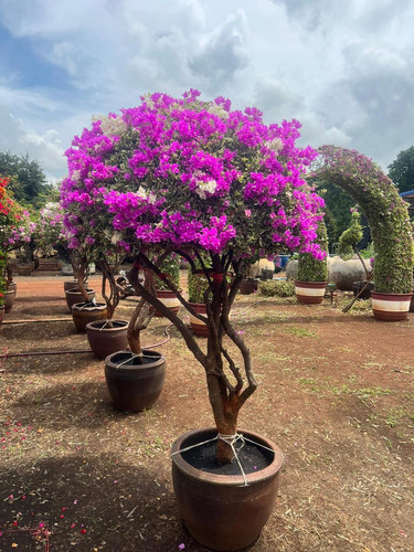 umbrella 4pp 160 180cm 185usd 3.jpg