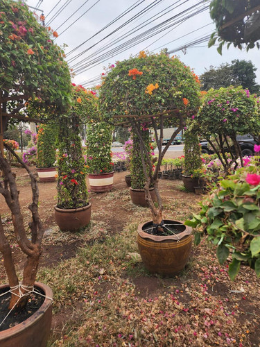 umbrella 4pp 160 180cm 185usd 2.jpg