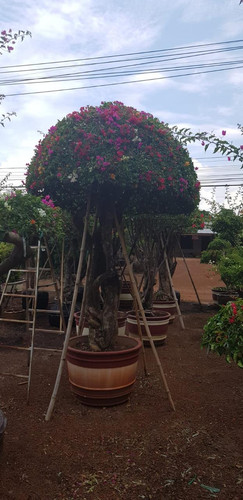 umbrella 8pp 250 280cm 686usd.jpg